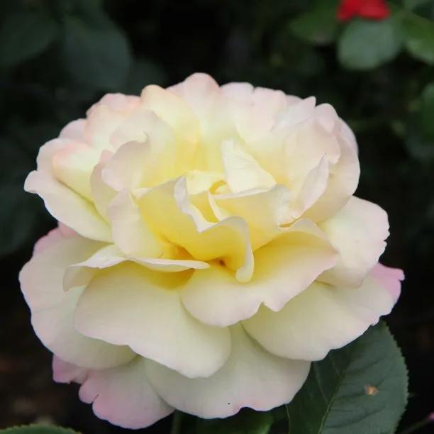 Peace Hybrid Tea Rose (Rosa Peace)